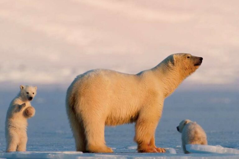 Oso polar Svalbard