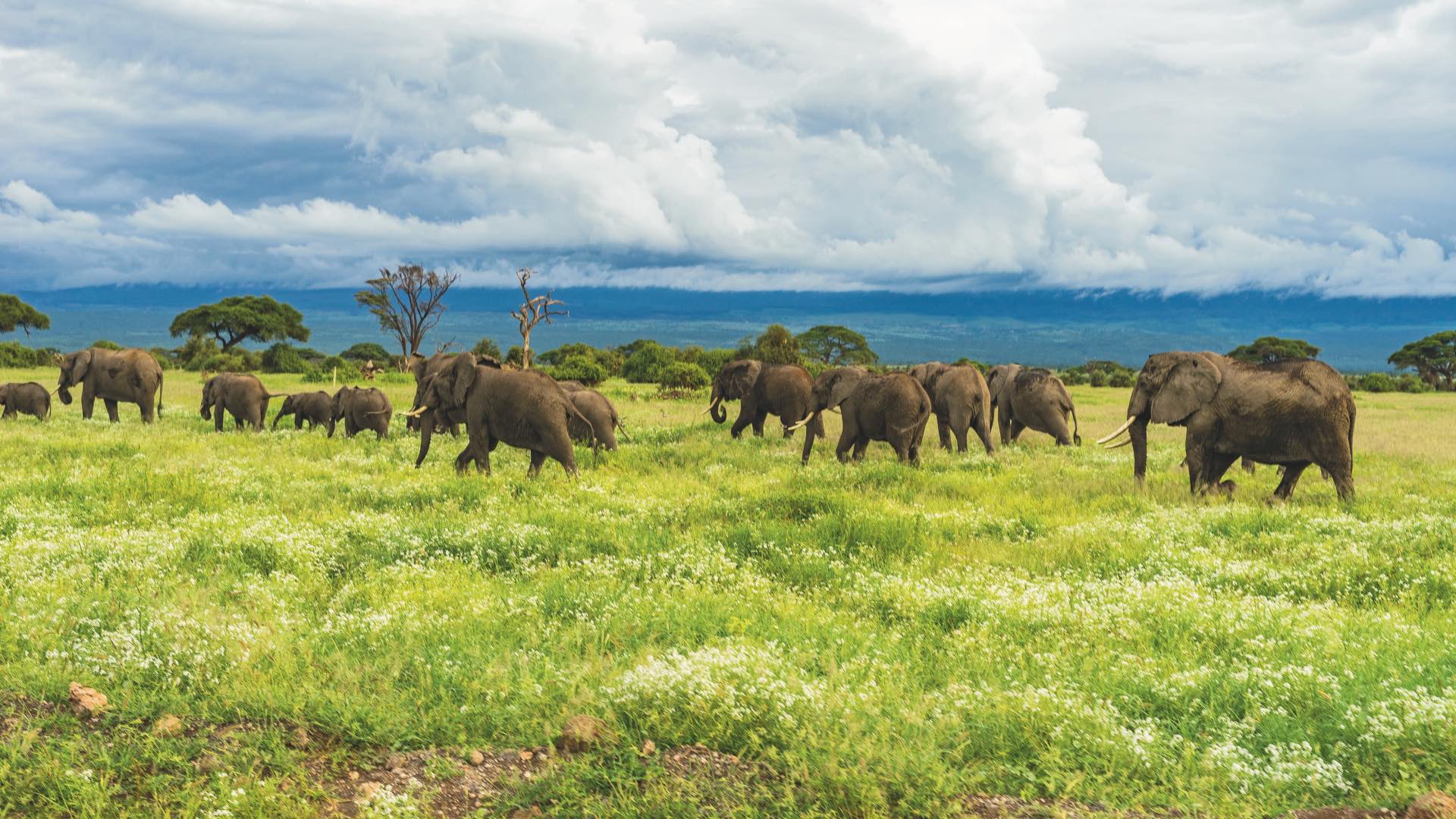 tanzania kilimanjaro