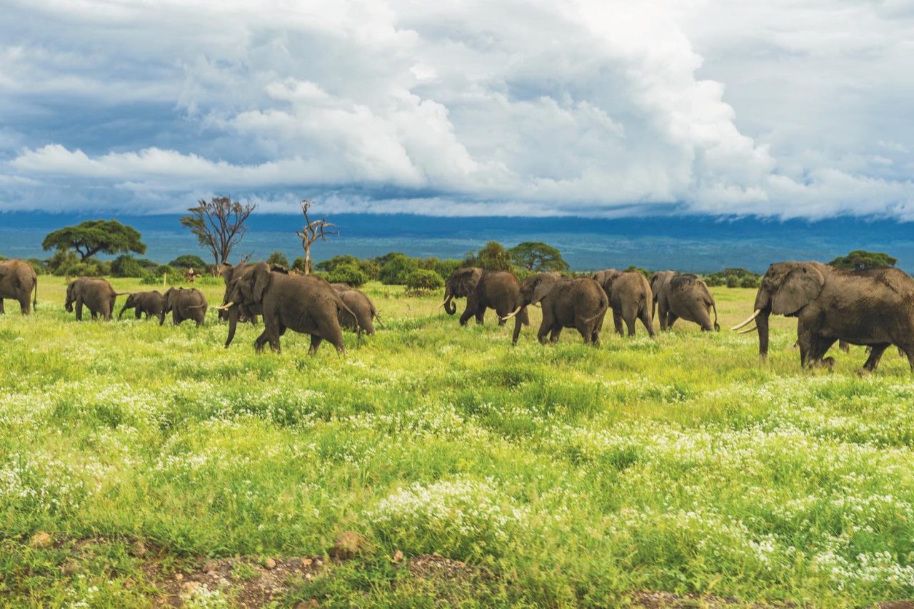 tanzania kilimanjaro